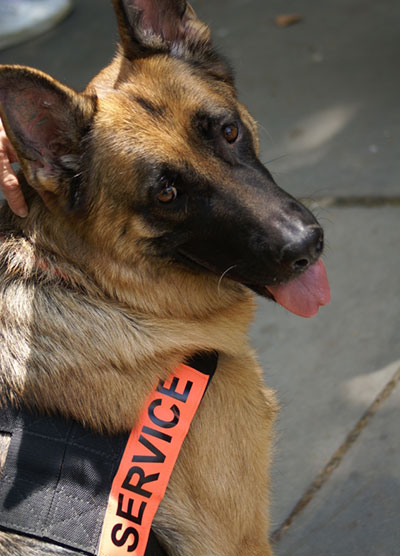 Service Hund im Einsatz