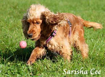 Lernen soll Spass machen - Hund und Mensch!