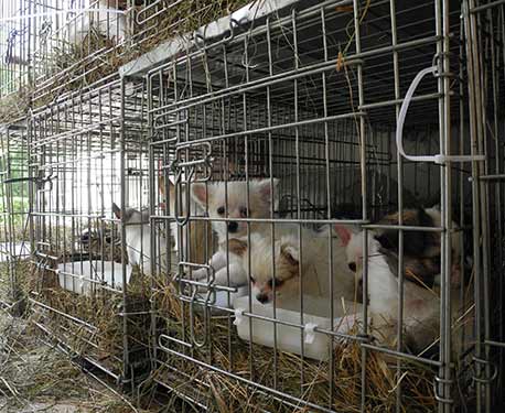 Illegale Welpen in Massenproduktion