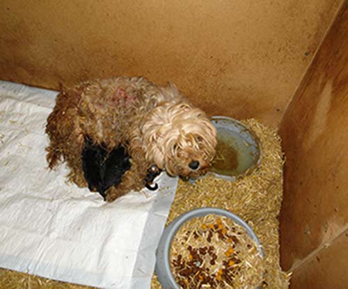 Tierleid: Muttertier aus schlechter Haltung des illegalen Welpenhandels mit ihren Welpen. Trauriges Bild.