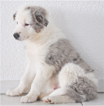 Konfliktsignale des Hundes - die 4F