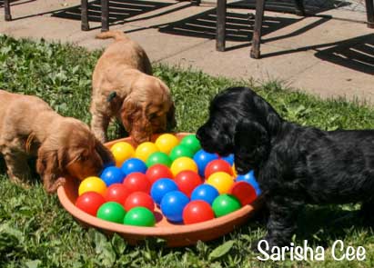 Lernen im Welpenalter