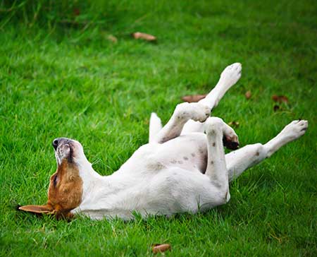 Lerntheorie Hund - Hund wälzt sich