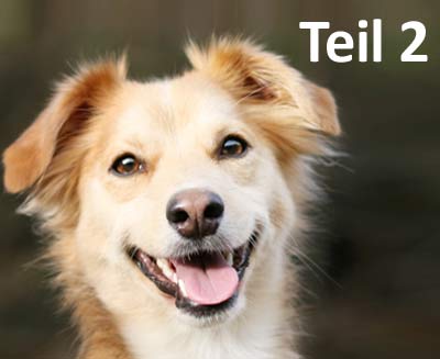 Fachbeitrag Wie lernt ein Hund - Teil 2