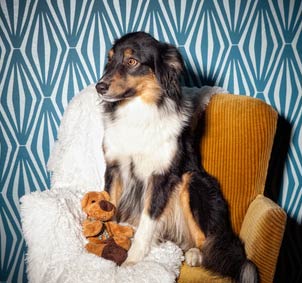 Hund hat Angst und sitzt auf Sessel