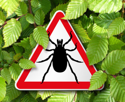 Zecken gehören zur Familie der Spinnen