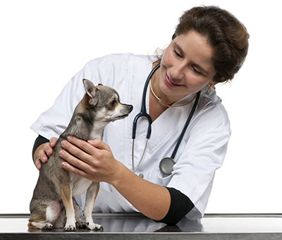 Hund beim Tierarzt