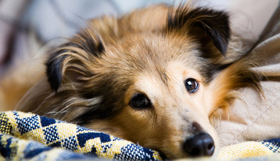 Hund erholt sich nach einem Spaziergang auf seiner Kuscheldecke.