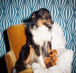 Hund hat Angst und zieht sich zurück auf einen Sessel.