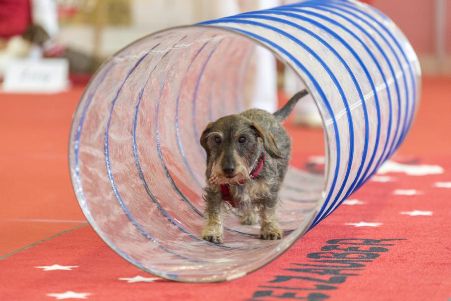 Hundemesse_Schweiz_2024