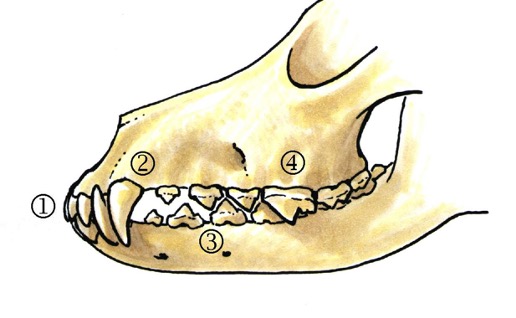 kieferschluss_gebiss_hund