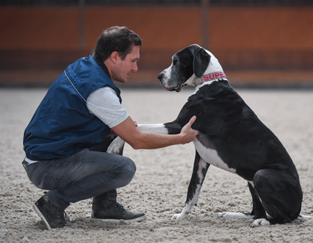 Tierphysiotherapie-hundephysiotherapie-mobilisation-hund