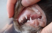 unterkiefer_welpe_hundegebiss