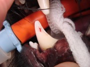 eckzahnfraktur_wurzelbehandlung_hundegebiss