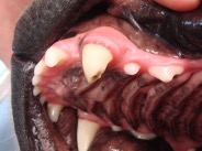 zahnfraktur_welpe_hundegebiss