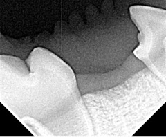 röntgenbild_welpengebiss
