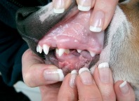 unterkiefer_welpe_gebiss