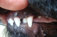 unterkiefer_eckzahn_welpe_hund