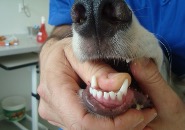 gebisskorrektur_welpe_hund